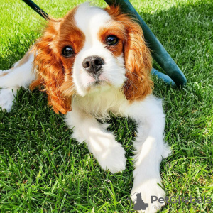 Photo №1. cavalier king charles spaniel - for sale in the city of Budapest | 454$ | Announcement № 100283