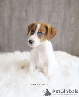 Photo №3. Jack Russel. Germany