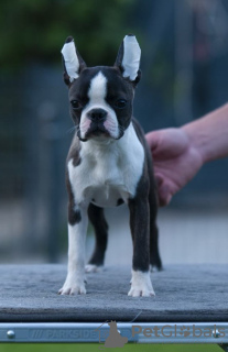 Photo №4. I will sell boston terrier in the city of Belgrade. breeder - price - negotiated