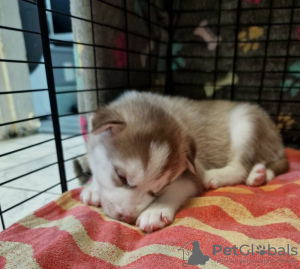 Photo №3. Siberian Husky Puppies For Sale. United States