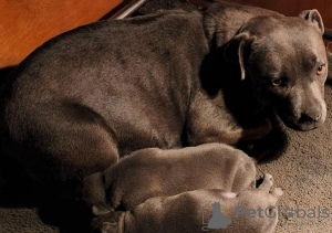 Photo №1. english staffordshire-terrier - for sale in the city of Bucharest | 370$ | Announcement № 125738
