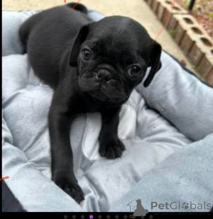 Photo №1. pug - for sale in the city of Tennessee City | 800$ | Announcement № 135623