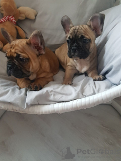 Additional photos: Pedigree French Bulldog puppies available now for sale