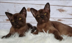 Photo №4. I will sell burmese cat in the city of Zhukovsky. from nursery - price - 467$