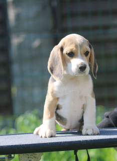Photo №4. I will sell beagle in the city of Minsk. from nursery - price - 599$