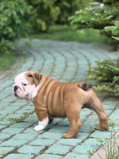 Photo №1. english bulldog - for sale in the city of Vitebsk | 756$ | Announcement № 6948