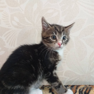 Photo №1.  - for sale in the city of Minsk | Is free | Announcement № 145290