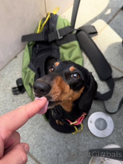 Photo №1. dachshund - for sale in the city of ALAVUS | 619$ | Announcement № 169373
