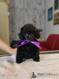 Photo №1. poodle (toy) - for sale in the city of Belgrade | 1585$ | Announcement № 84473