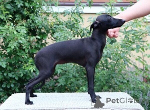 Photo №1. italian greyhound - for sale in the city of Hamad Town | negotiated | Announcement № 169878