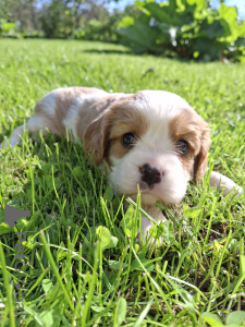 Photo №3. Perfect purebred Cavalier King Charles Spaniel puppies.. Sweden