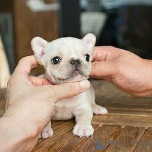 Photo №1. french bulldog - for sale in the city of Duisburg | negotiated | Announcement № 64577