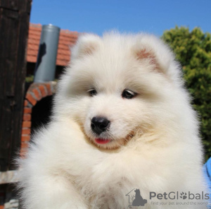 Photo №2 to announcement № 63455 for the sale of samoyed dog - buy in Serbia private announcement