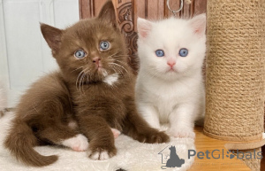 Photo №2 to announcement № 173992 for the sale of british longhair - buy in Belgium 