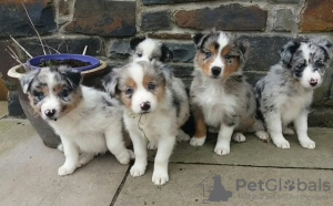Photo №1. border collie - for sale in the city of Everton | 651$ | Announcement № 13499