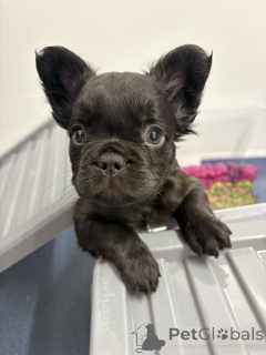 Photo №2 to announcement № 164690 for the sale of french bulldog - buy in Finland private announcement, breeder