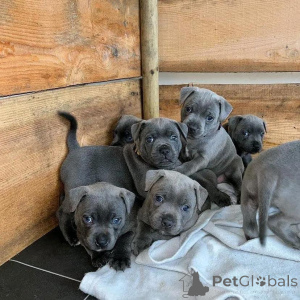 Photo №3. Blue Staffordshire Bull Terrier Puppies For Sale. Germany