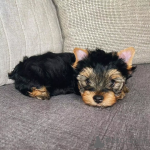 Photo №3. Cute adorable yorkie puppies for sale contact whatsapp business 447450021323. Germany