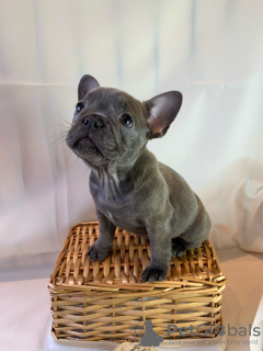 Photo №3. Adorable French bulldog Puppies for free adoption. Germany