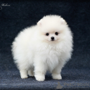 Photo №1. pomeranian - for sale in the city of Tiraspol | 740$ | Announcement № 53657