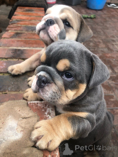 Photo №2 to announcement № 172465 for the sale of english bulldog - buy in Belgium private announcement
