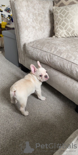 Photo №2 to announcement № 81171 for the sale of french bulldog - buy in Germany private announcement