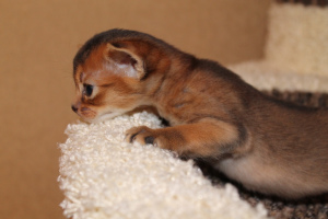 Photo №3. Abyssinian kitten, wild color, girl.. Russian Federation