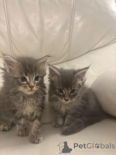 Photo №1. maine coon - for sale in the city of Blatten | 310$ | Announcement № 162422