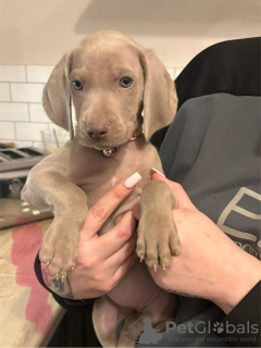 Photo №2 to announcement № 103545 for the sale of weimaraner - buy in Germany private announcement