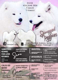 Photo №1. samoyed dog - for sale in the city of Kraljevo | negotiated | Announcement № 114853