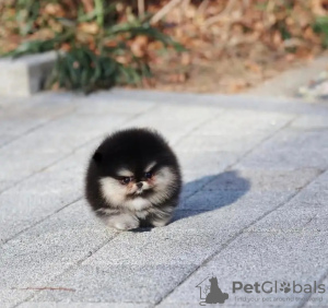 Photo №2 to announcement № 131999 for the sale of  - buy in Netherlands breeder