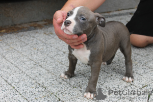 Additional photos: American Bully Pocket ABKC GrChampions