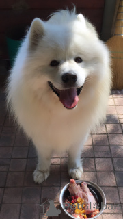 Photo №4. I will sell samoyed dog in the city of Bucharest. breeder - price - 317$