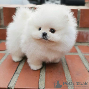 Photo №1. pomeranian - for sale in the city of Nürnberger Land | 423$ | Announcement № 79659