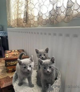 Photo №2 to announcement № 173579 for the sale of russian blue - buy in Serbia private announcement, breeder
