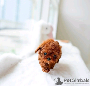 Photo №1. poodle (toy) - for sale in the city of Helsinki | 475$ | Announcement № 120139