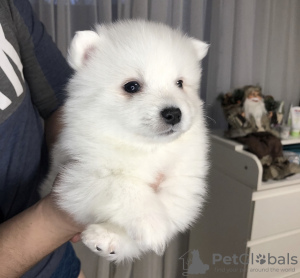 Photo №2 to announcement № 9498 for the sale of japanese spitz - buy in Ukraine breeder