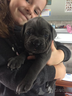 Photo №3. Cane corso puppies. Netherlands