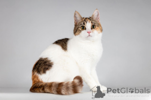 Photo №3. Beautiful Nika is looking for a family.. Russian Federation