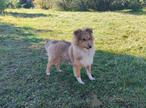 Photo №1. shetland sheepdog - for sale in the city of Yekaterinburg | negotiated | Announcement № 71000