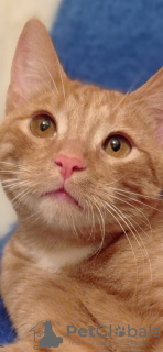 Photo №3. Red kitten Misha is looking for a home!. Russian Federation