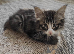 Photo №2 to announcement № 165774 for the sale of  - buy in Finland 