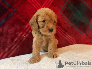 Photo №2 to announcement № 117853 for the sale of non-pedigree dogs - buy in Germany private announcement