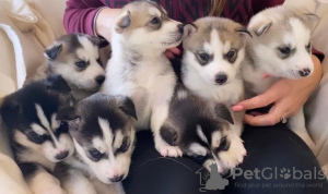 Photo №1. siberian husky - for sale in the city of Vilnius | 370$ | Announcement № 36110