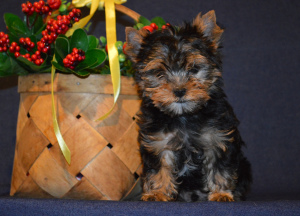 Photo №4. I will sell yorkshire terrier in the city of Miass. from nursery - price - 201$
