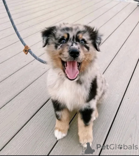 Photo №2 to announcement № 165196 for the sale of australian shepherd - buy in Finland private announcement