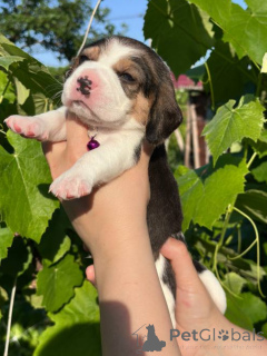 Photo №3. Beagle puppies for sale.. Moldova