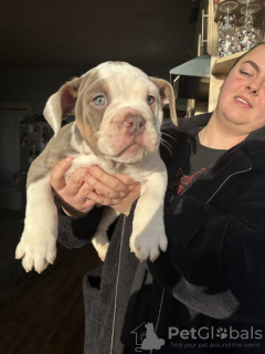 Photo №3. English bulldog x olde Tyme bulldog. United States