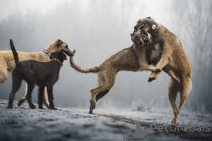 Photo №1. irish wolfhound - for sale in the city of Erre | 2642$ | Announcement № 114042