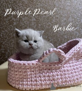 Photo №2 to announcement № 150242 for the sale of  - buy in Russian Federation from nursery, breeder